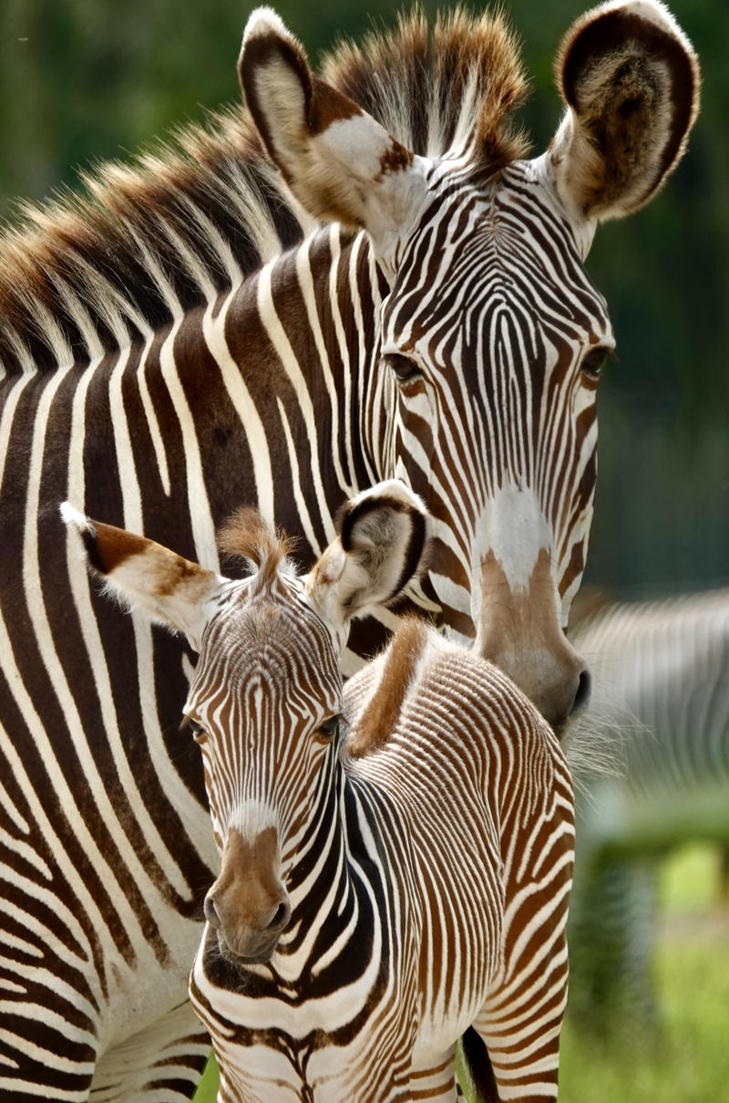 Endangered Zebras Born At White Oak Wildlife Refuge In Yulee | WJCT NEWS