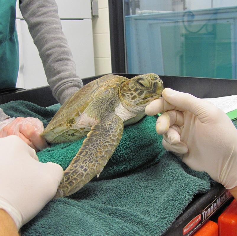 Rescued Sea Turtles To Be Released In Jacksonville | WJCT NEWS