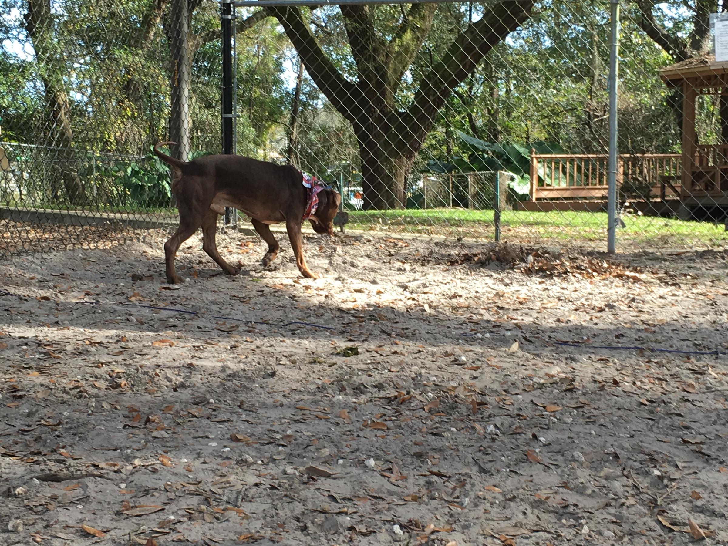 Jax Humane Society Seeking Holiday Foster Homes For Shelter Pups And Cats Wjct News