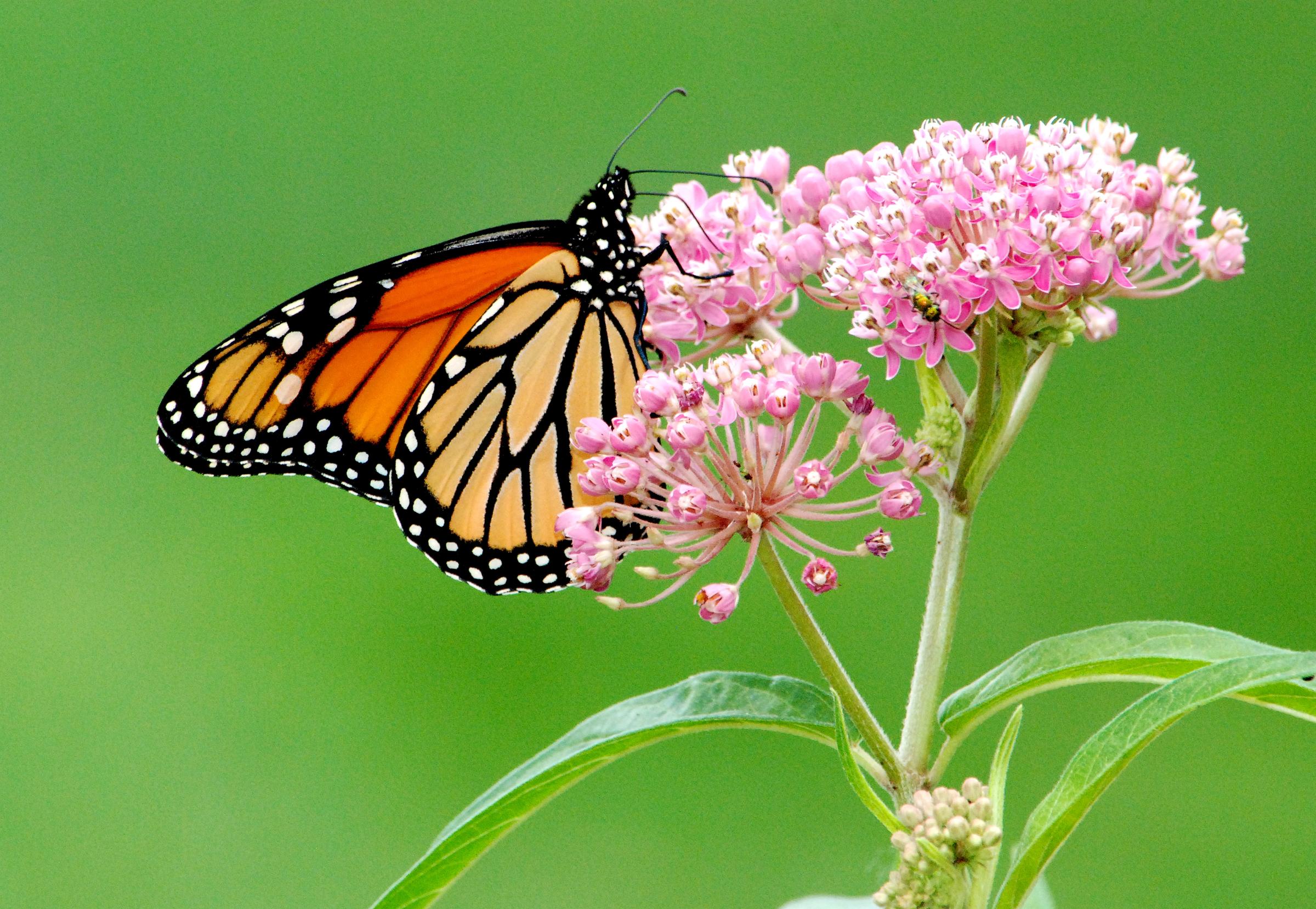 Monarch Butterfly Population Down 80 Percent Since 2005 But Researchers ...