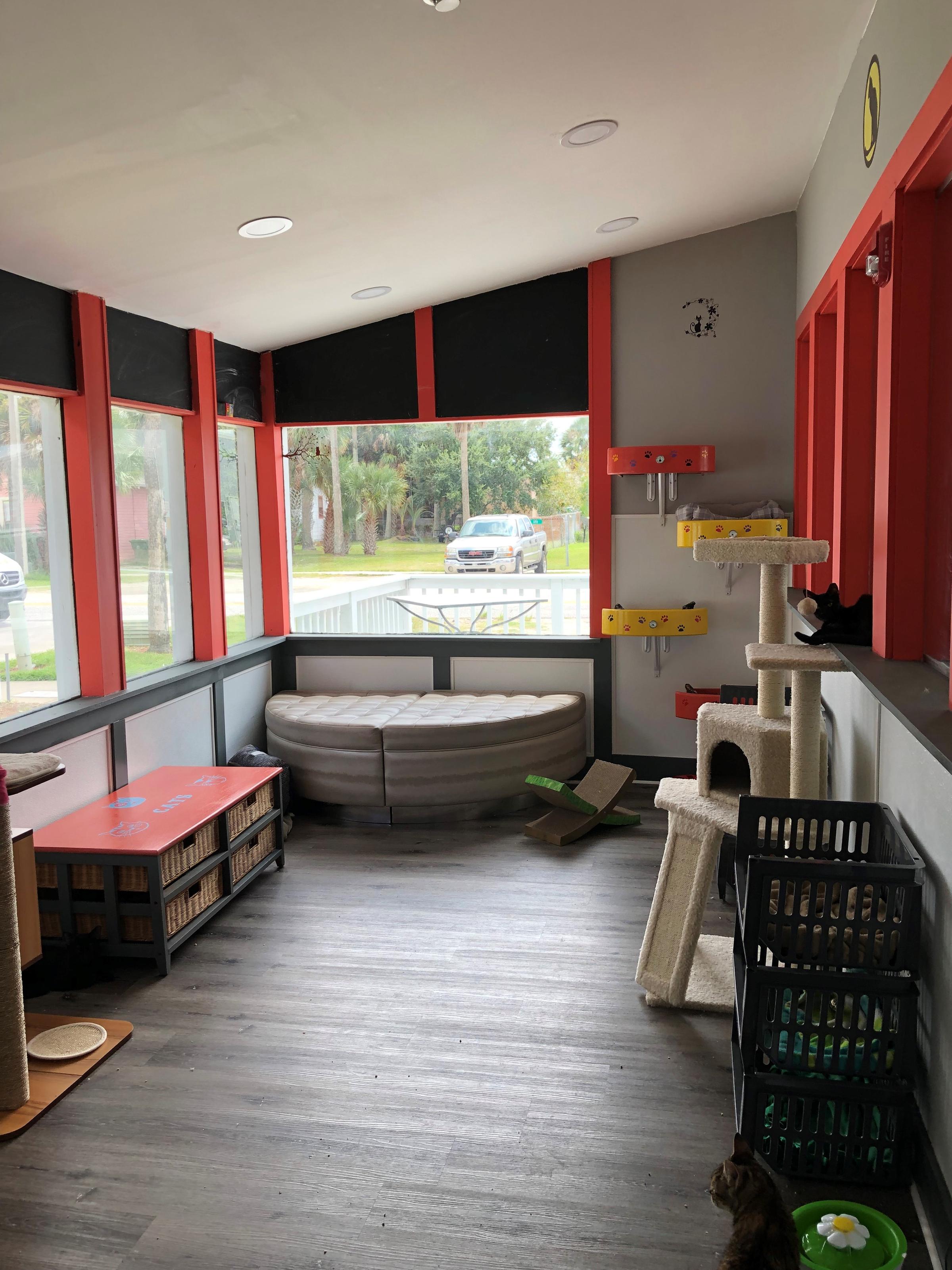  Cat  Rescue  Opens Cat  Cafe  In Jacksonville Beach WJCT NEWS