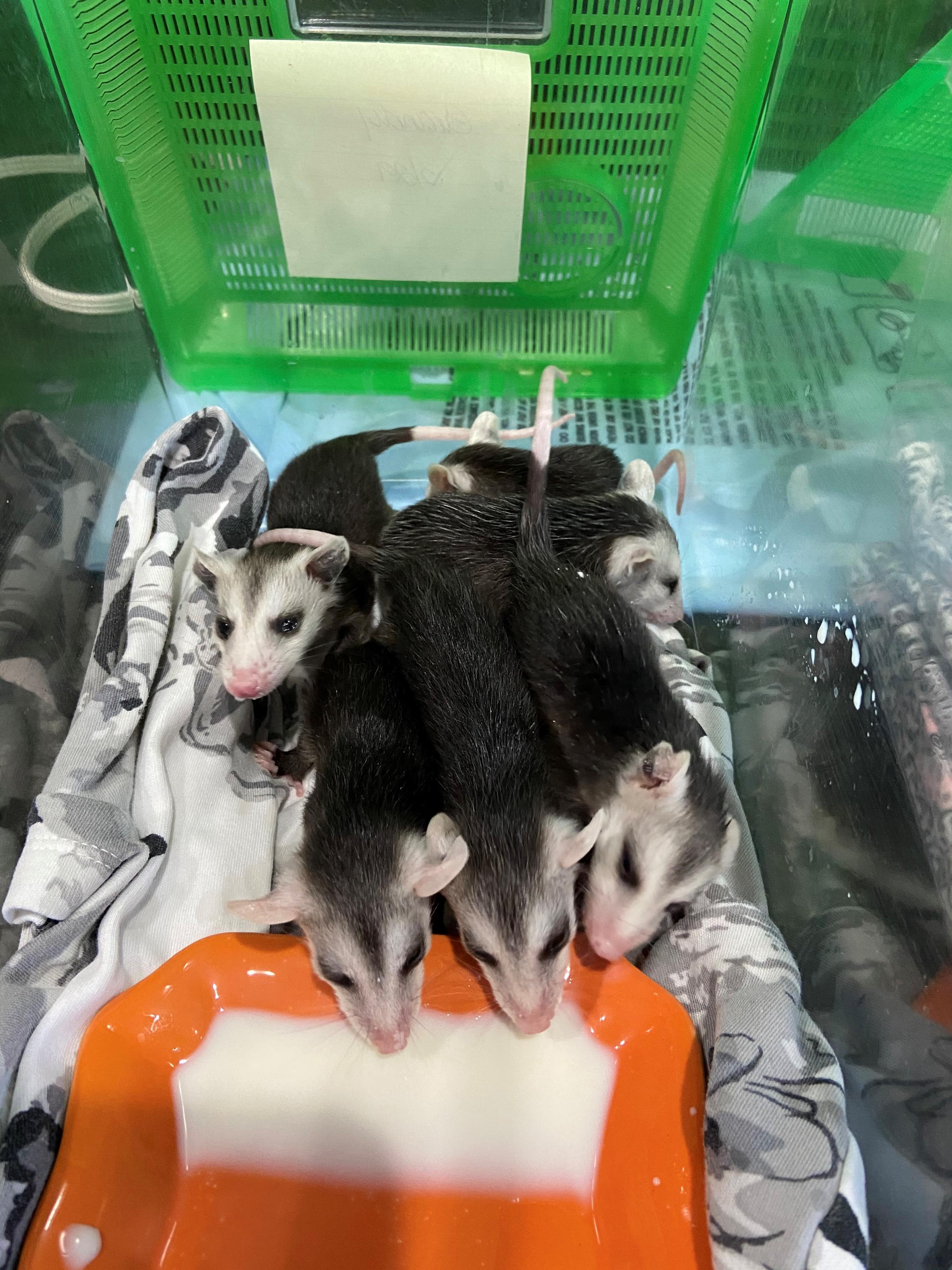 Jacksonville Animal Rescues Struggling To Adapt With Changes From COVID
