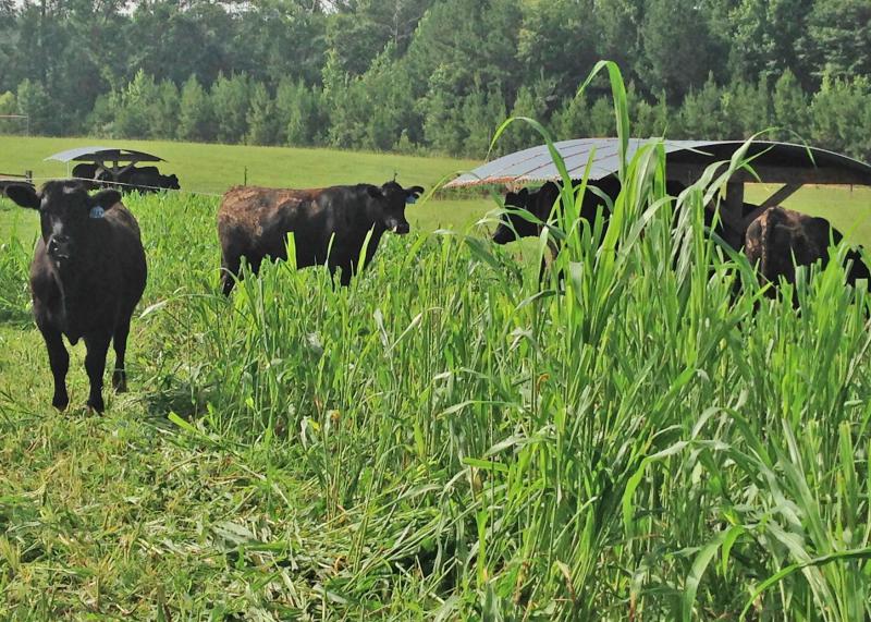 Aphids Infesting Georgia's Winter Forage Crop | Georgia Public Broadcasting