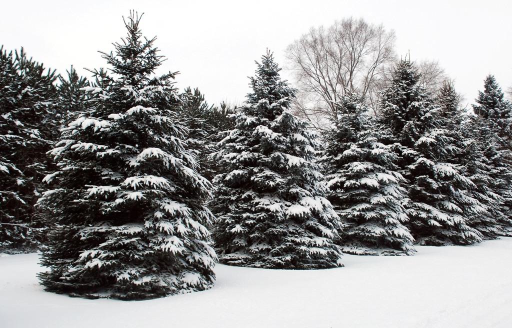 Michigan's Christmas tree industry competitive, always changing | WKAR