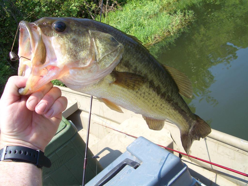 Record-Breaking College Bass Fishing Tournament Held at Kentucky Lake ...