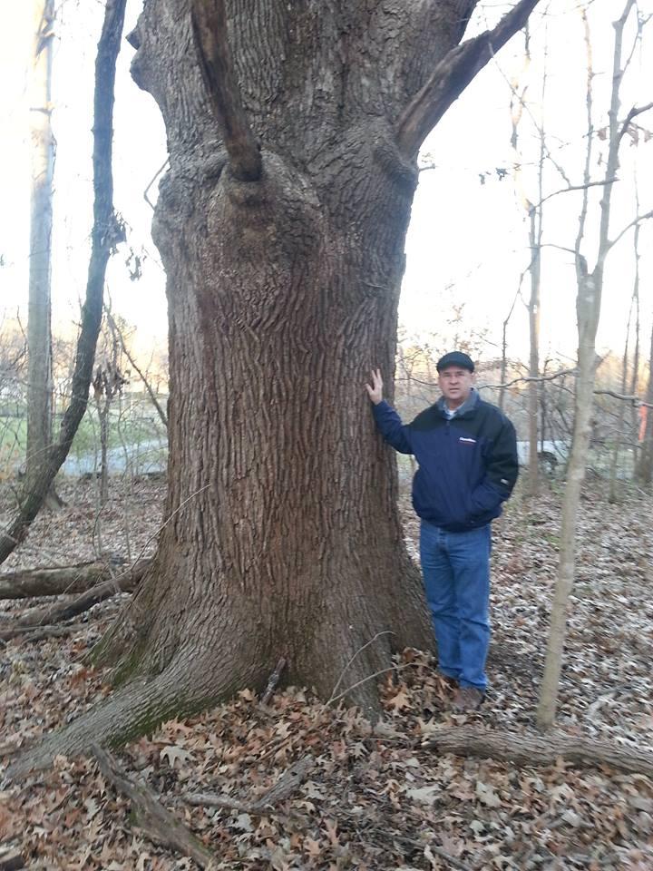 Against Residents’ Wishes 250YearOld Burr Oak Tree Cut Down On Lake