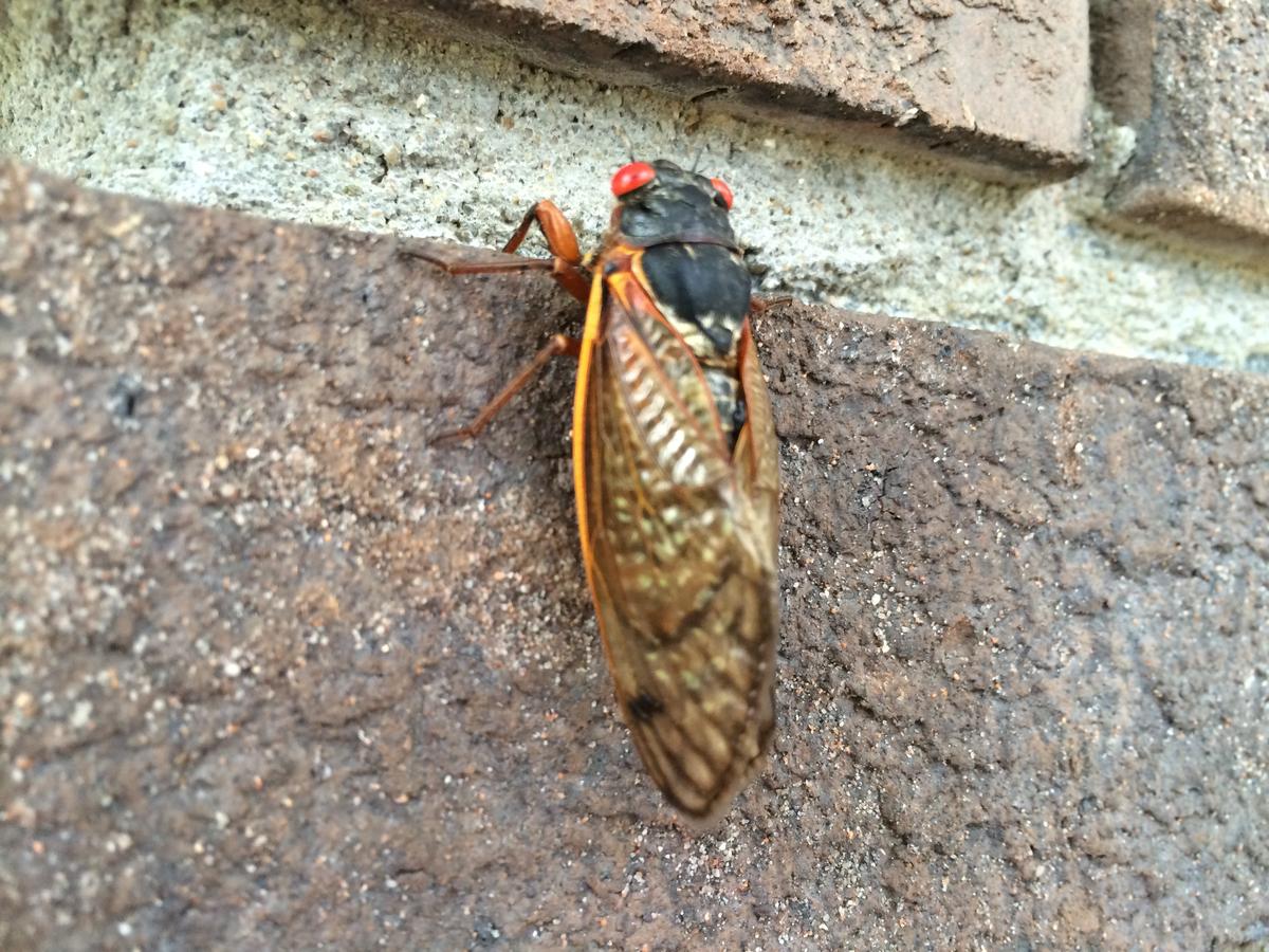 [Update Audio Added] 13Year Cicadas Serenade Parts of Western