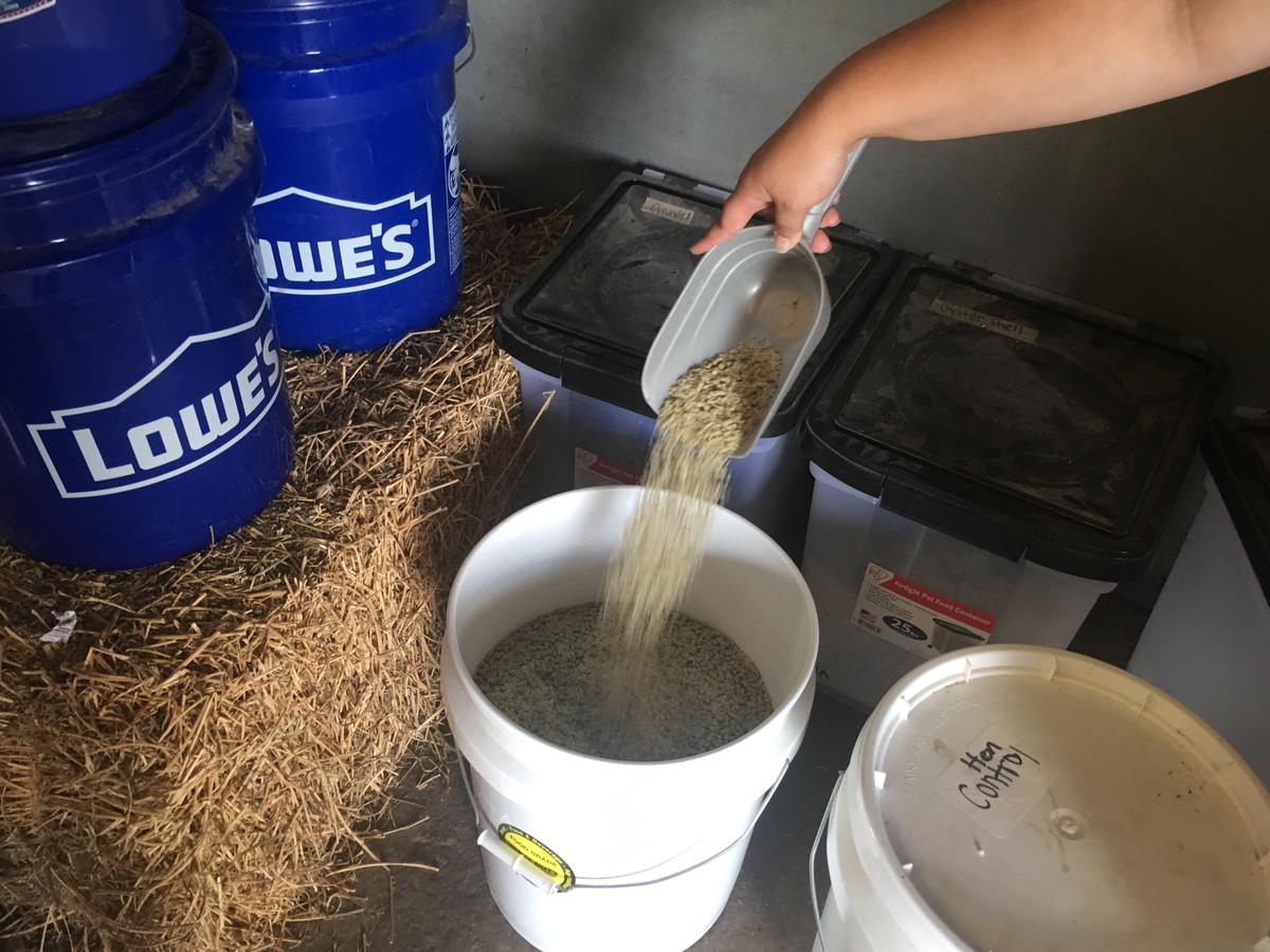 Murray State Starts Hemp Harvest with Combine, Studies Chickens on Hemp Diets WKMS