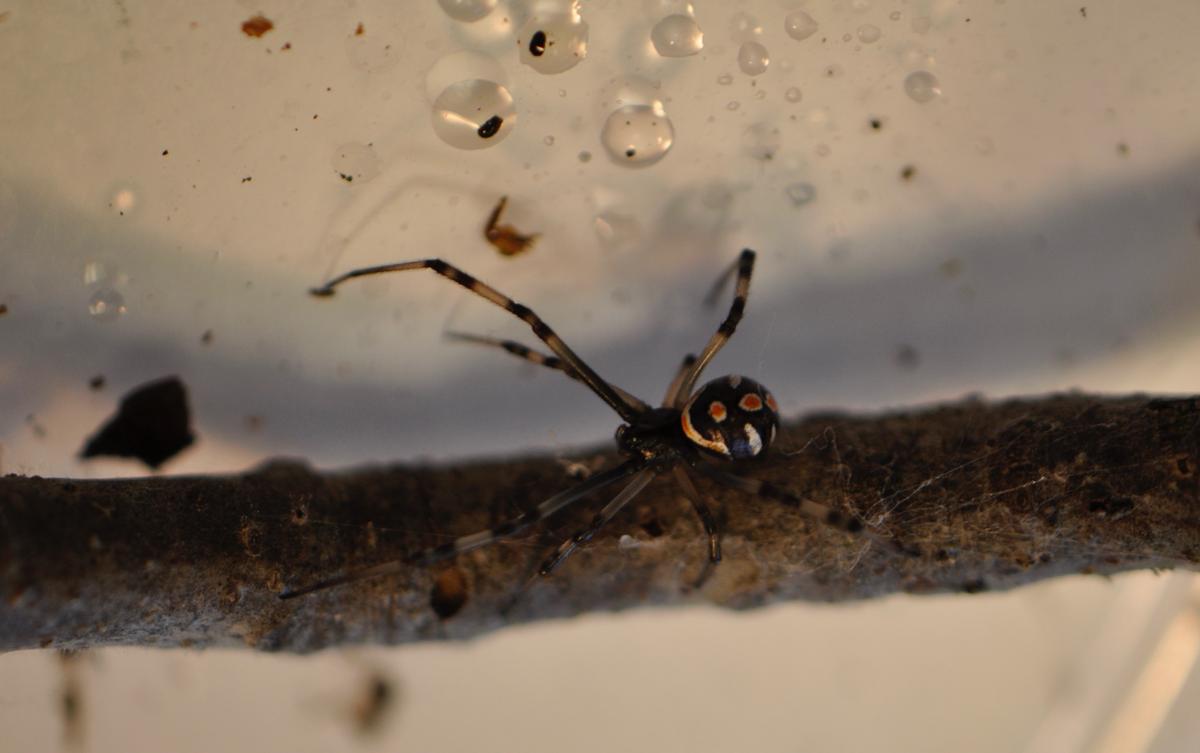 10 West Kentucky Critters That Want to Warm Up in Your Home When it