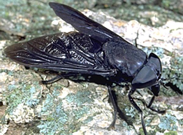 What Just Bit Me Biting Flies Explained WKMS   Blackhorsefly 