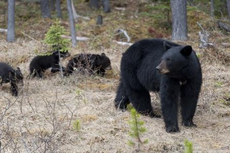 Kentucky Sees an Increase in its Black Bear Population | WKMS