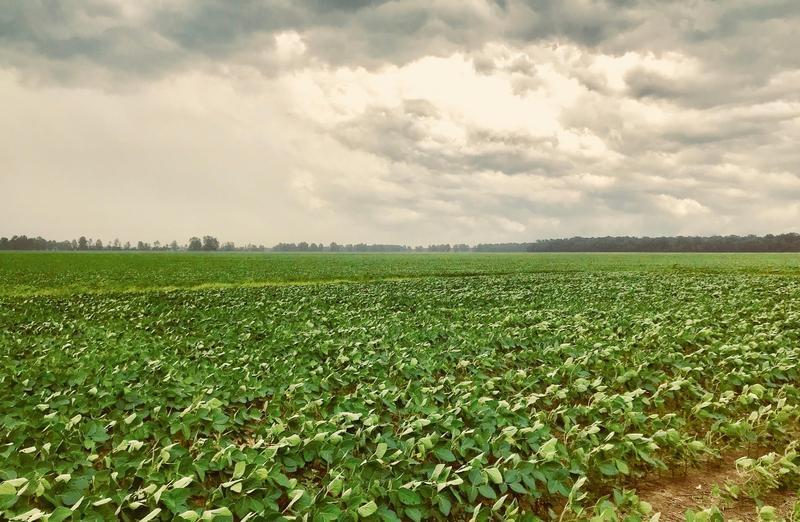Kentucky Soybean Harvest Ahead Of Schedule, Higher Quality Despite