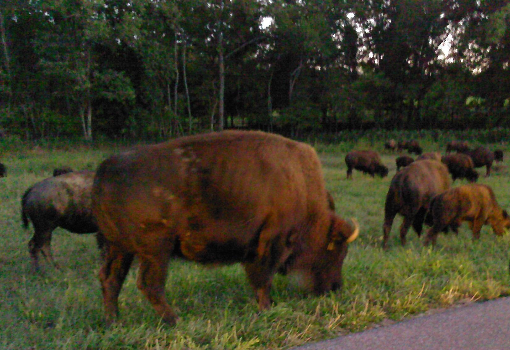 Bison Auction Saturday At Land Between The Lakes WKMS