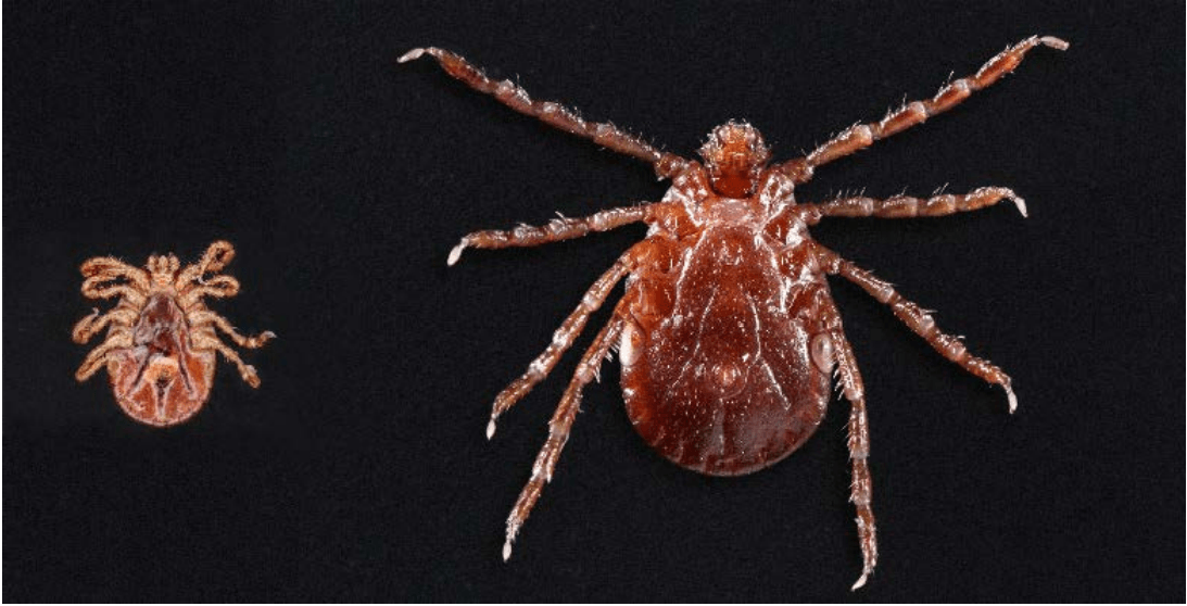 Kentucky’s The Ideal Habitat For A New Invasive Tick Species WKU Public Radio