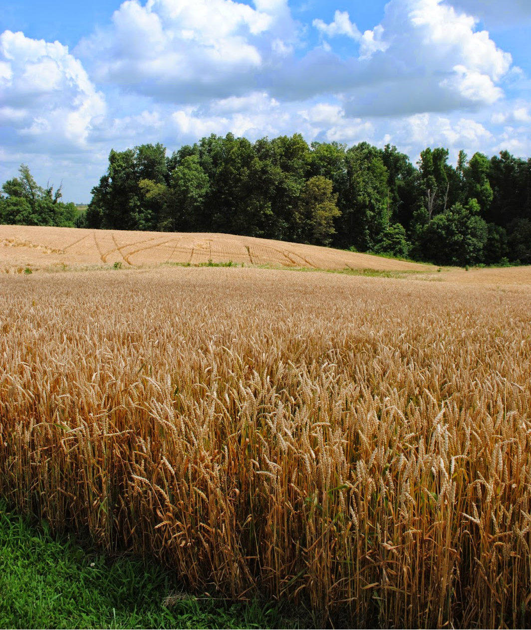 Kentucky Winter Wheat Production Up 27 Percent WKU