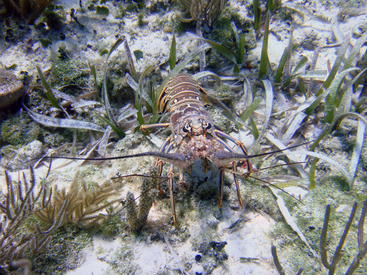 Lobster MiniSeason Comes With Restrictions In The Keys WLRN