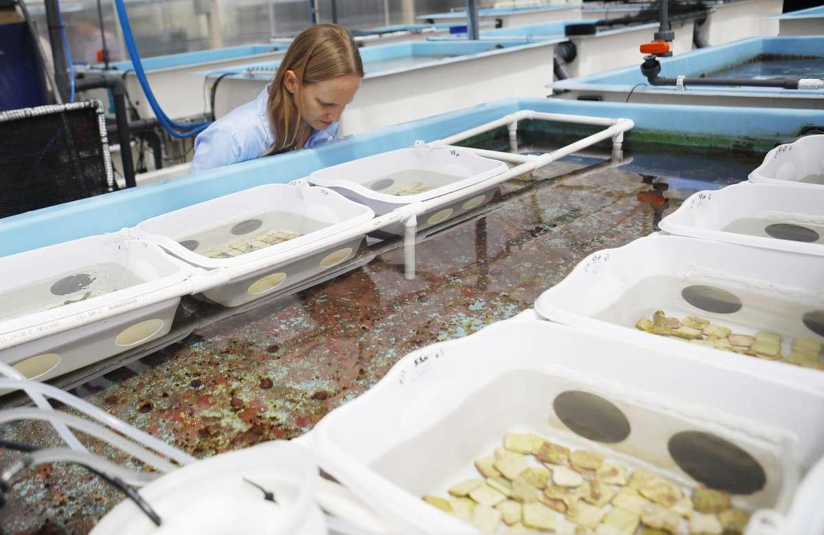 Scientists Coax Imperiled Florida Coral To Spawn In A Lab For The First Time WLRN