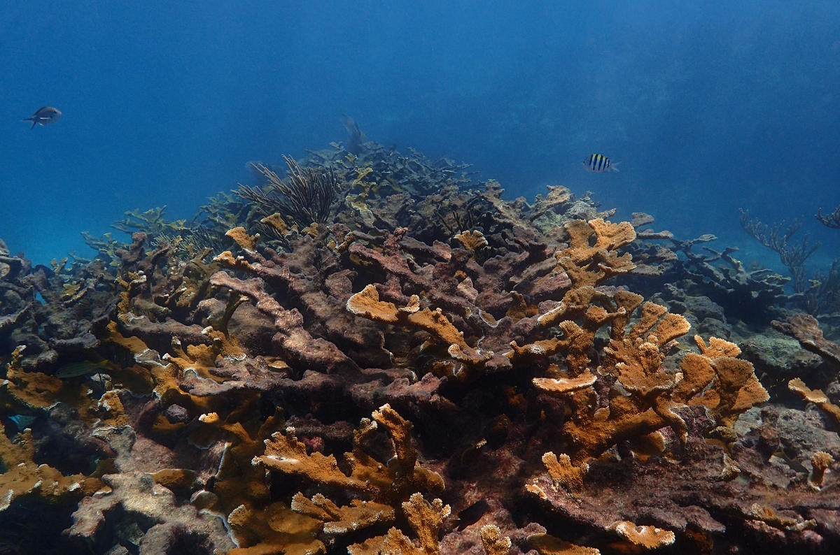 NOAA Targets 7 'Iconic' Keys Reefs For $100 Million Restoration | WLRN