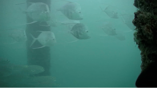 It S Back Deerfield Beloved Underwater Webcam Is Online Again Wlrn A School Of Fish Swim Underneath The Deerfield Beach Pier In Front Webcam On Wednesday