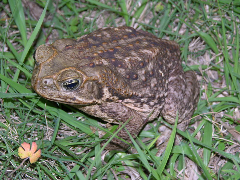 What To Do If You See A Poisonous Bufo Toad Near Your Property | WLRN