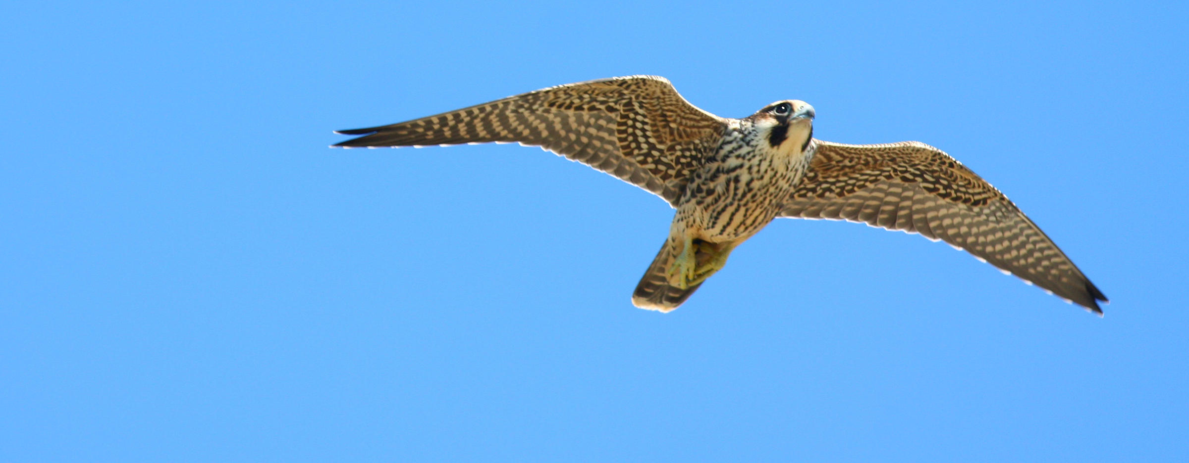 Birdwatchers In The Keys On Alert For Natures Speed Demon