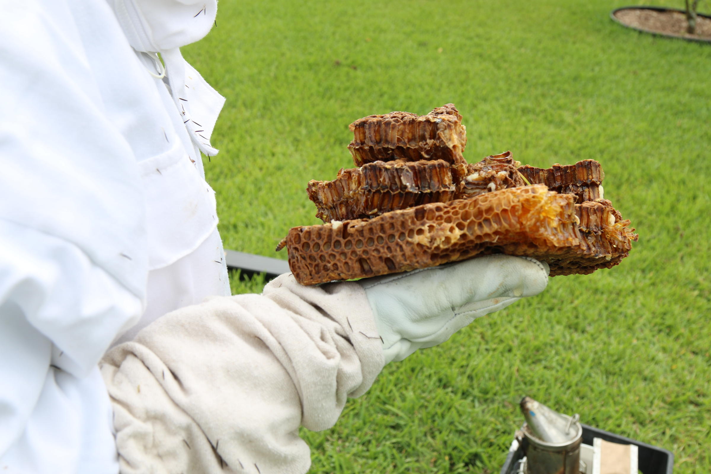 Backyard Beekeepers Are Buzzing!  WLRN