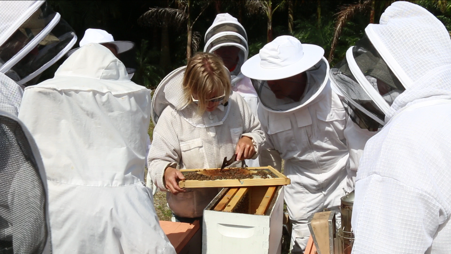 Backyard Beekeepers Are Buzzing Wlrn