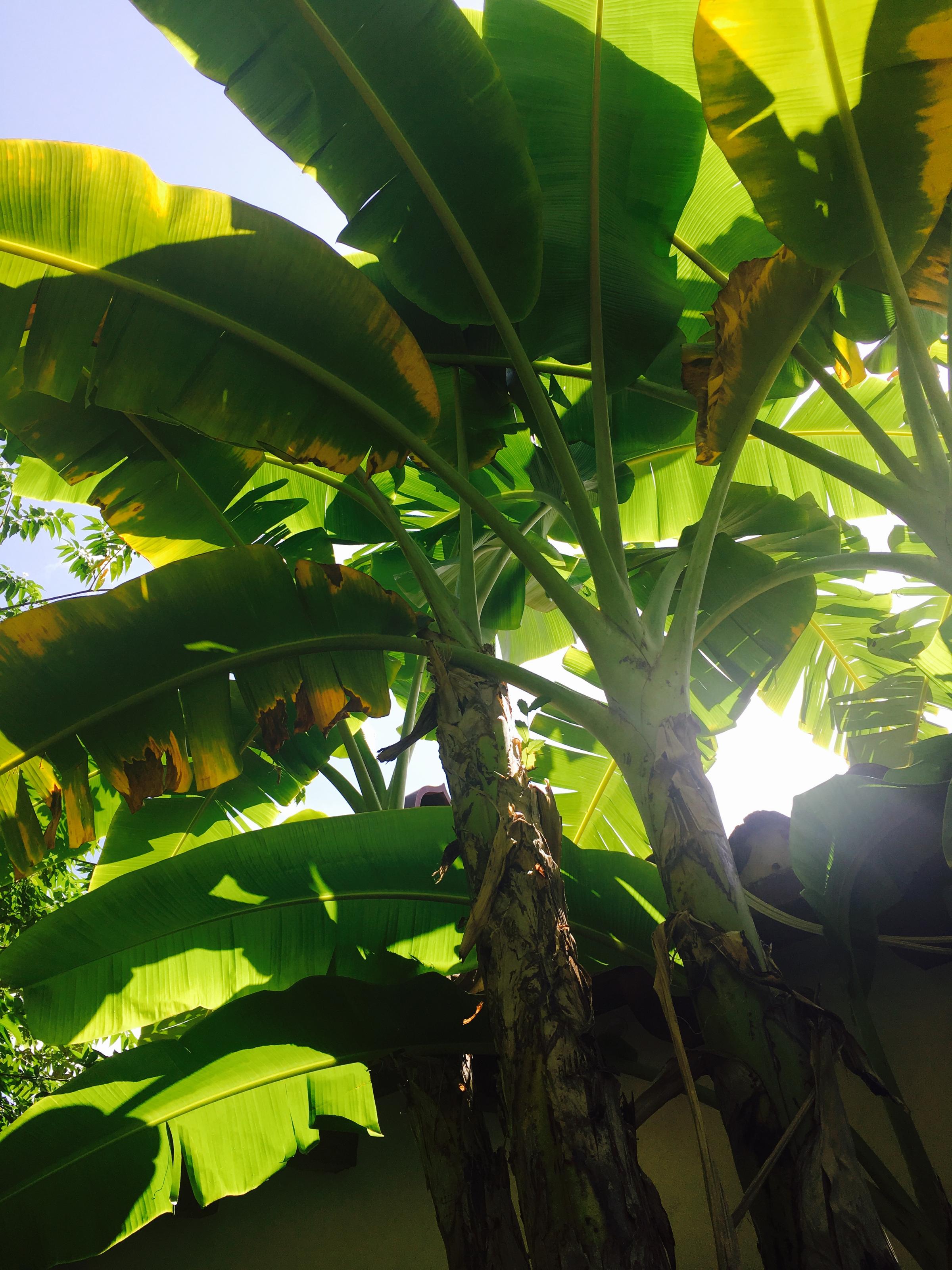 Banana Leaves | WLRN