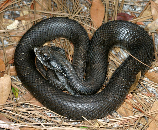 The Eastern Hognose Snake | South Carolina Public Radio