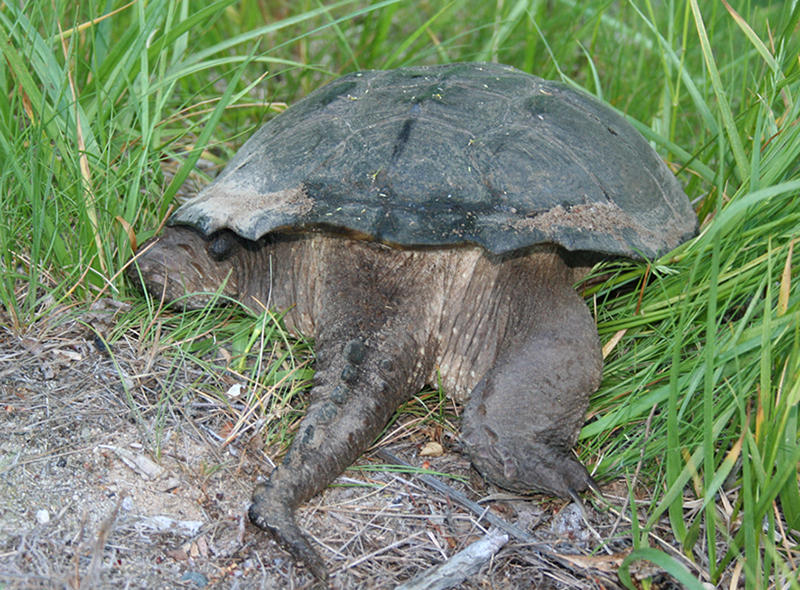 Eastern Snapping Turtles | South Carolina Public Radio