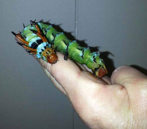 caterpillar horned hickory devil