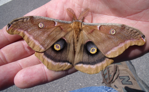 Mating Moths | South Carolina Public Radio