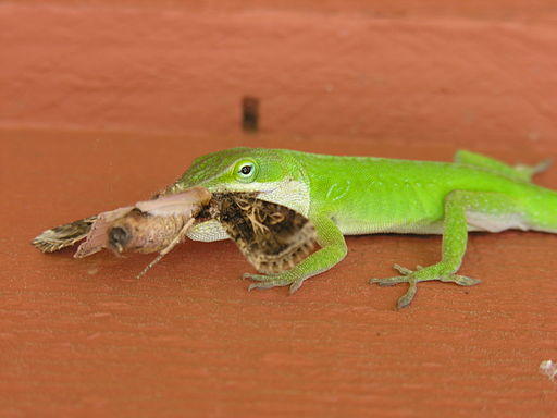 Yes A Green Anole Lizard Will Eat Some Mighty Big Insects South Carolina Public Radio,Smoked Stuffed Pork Loin