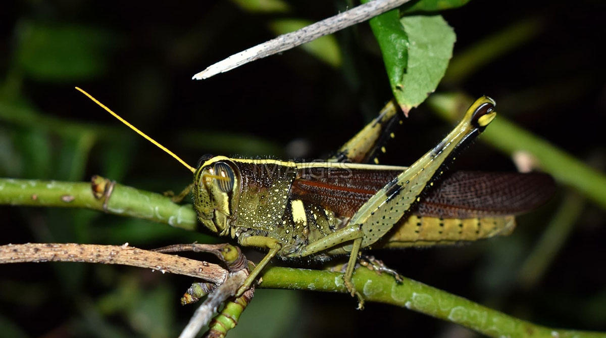 The Spotted Bird Grasshopper | South Carolina Public Radio