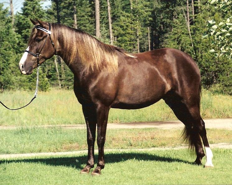 kentucky mountain saddle horse credit horse breeds pictures