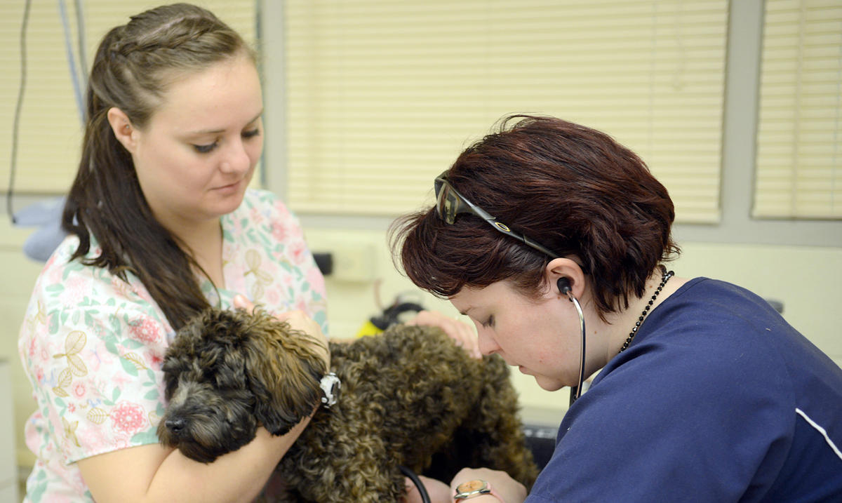 Feature MSU Vet Tech program ranked second in the nation WMKY