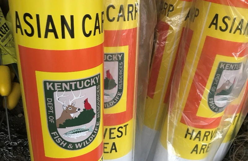 Asian carp thesis statement 08 image