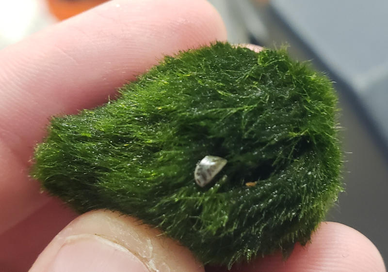 Aquarium “moss balls” could contain invasive zebra mussels WMKY