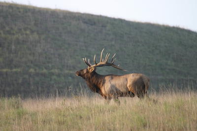 Kentucky Elk Hunt Deadline Is April 30 Wmky