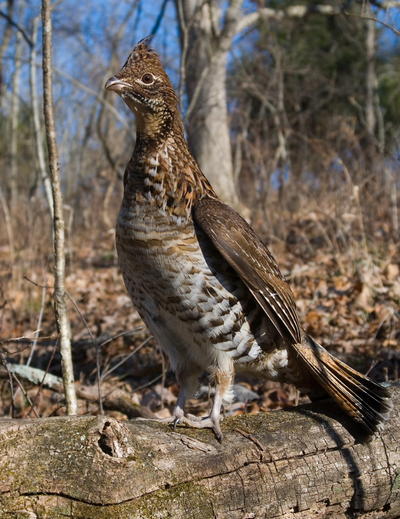 Ruffed grouse eggs for sale picture
