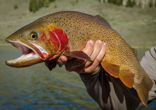 Cutthroat Trout Added To Cumberland River WMKY   Friends Of The Teton River 