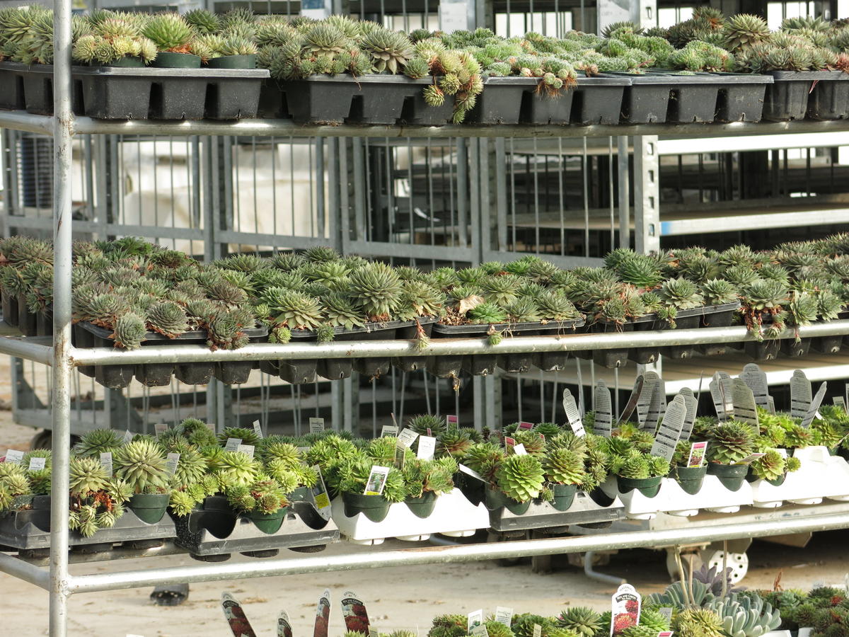 How Kalamazoo's Greenhouses Grew WMUK