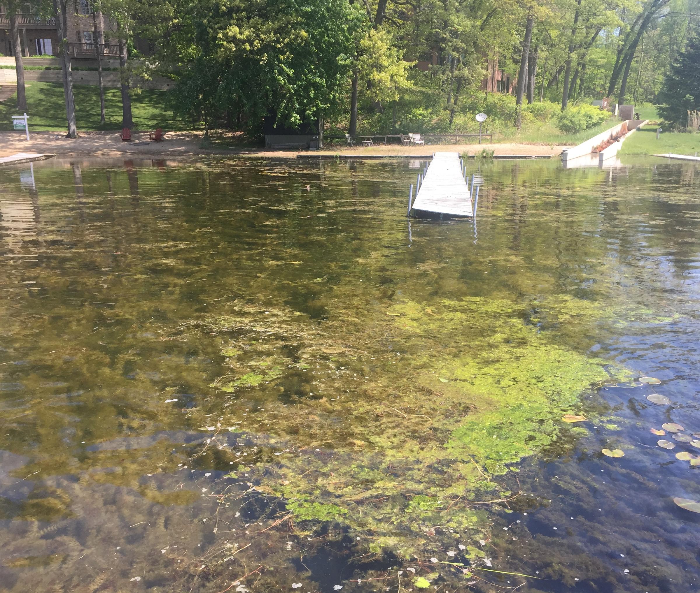 milfoil tax reduction Milfoil tax reduction