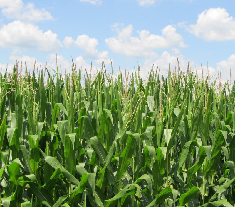 illinois-crops-running-ahead-of-schedule-wnij-and-wniu