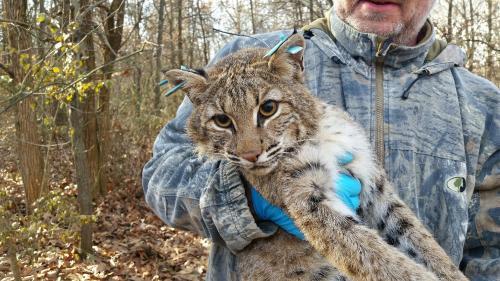 Upcoming Bobcat Season Brings Questions Of Impact On Wild
