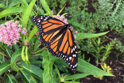 monarch farmland harming