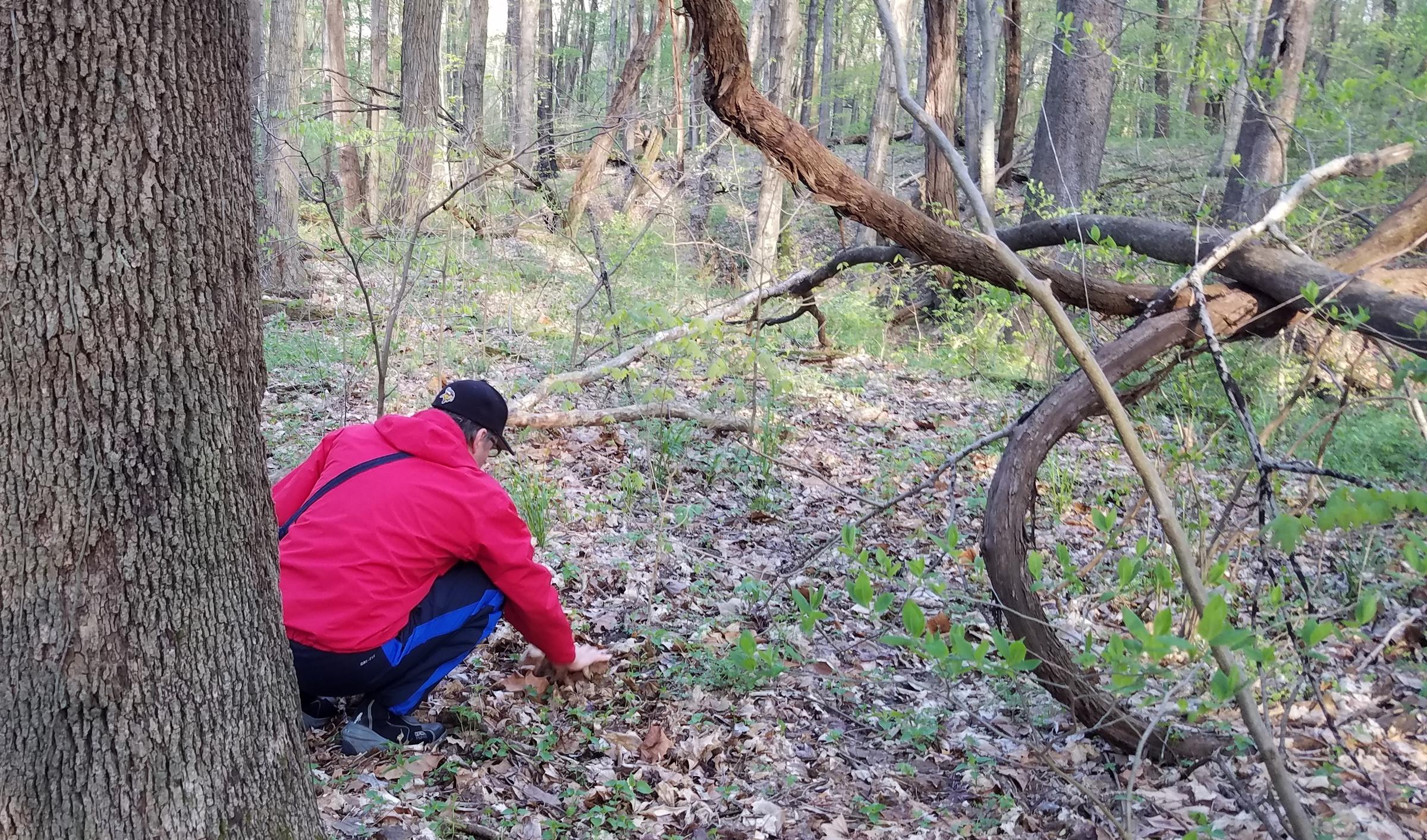 Morel Hunting in the Pandemic WNIN