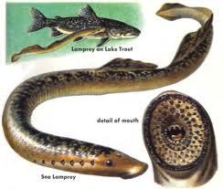Officials say sea lamprey numbers down across Great Lakes | WNMU-FM