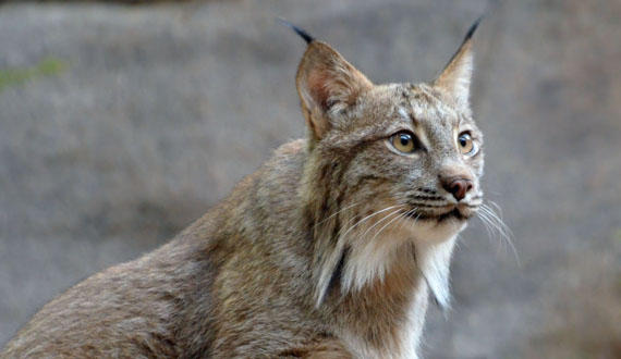 Canada lynx caught in Michigan's Thumb moves to the UP | WNMU-FM