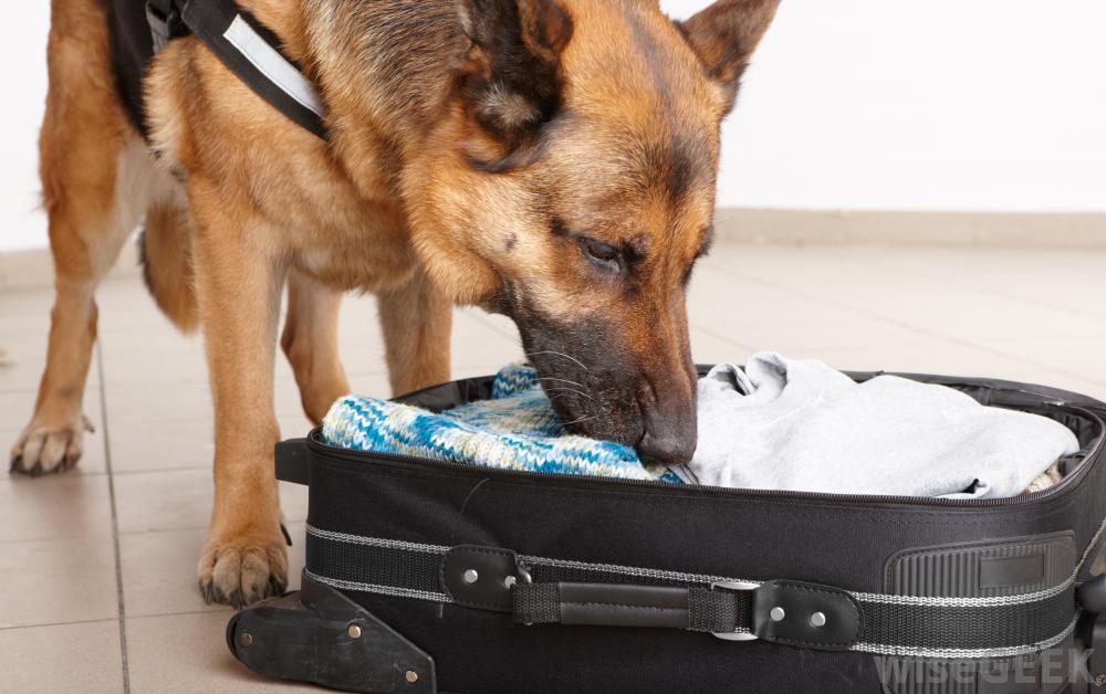 Manistique Police initiate drug dog program WNMUFM